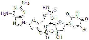 CAS 登录号：104576-80-9， 聚(2-氨基脱氧腺嘌呤基-5-溴脱氧尿苷酸)