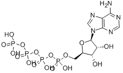 CAS#: 1062-98-2, [(2R,3S,4R,5R)-5-(6-Aminopurin-9-Yl)-3,4-Dihydroxyoxolan-2-Yl]Methyl [Hydroxy-(Hydroxy-Phosphonooxyphosphoryl)Oxyphosphoryl] Hydrogen Phosphate