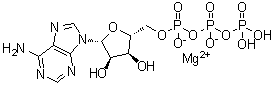 CAS # 1476-84-2, Adenosine triphosphate magnesium salt, Magnesium 5'-ATP, Magnesium ATP, Magnesium ATP salt, Magnesium adenosine triphosphate, Magnesium(II)-ATP