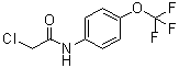 structure of CAS# 161290-85-3, 2-Chloro-N-(4-trifluoromethoxyphenyl)acetamide
