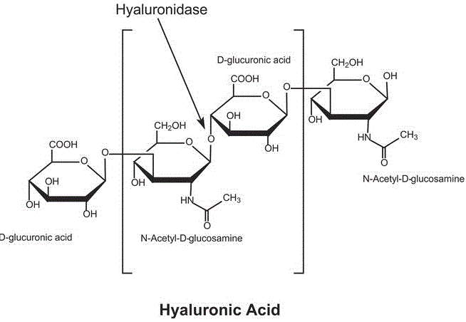 CAS # 37326-33-3, Hyaluronidase (cow testis isoenzyme), Hyaluronidase (bovine) ,Hyaluronoglucosaminidase, Chondroitinase, Hyaluronoglucosidase, Hydase, Neopermease