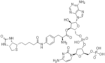 CAS # 651329-56-5, 2'-Deoxy-5'-O-phosphonocytidylyl-(3'→5')-adenosine 3'-(4-[[5-[(3aS,4S,6aR)-hexahydro-2-oxo-1H-thieno[3,4-d]imidazol-4-yl]-1-oxopentyl]amino]-L-Phenylalaninate)