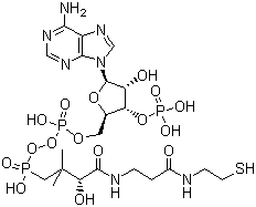 Coenzyme A molecular structure (CAS 85-61-0)